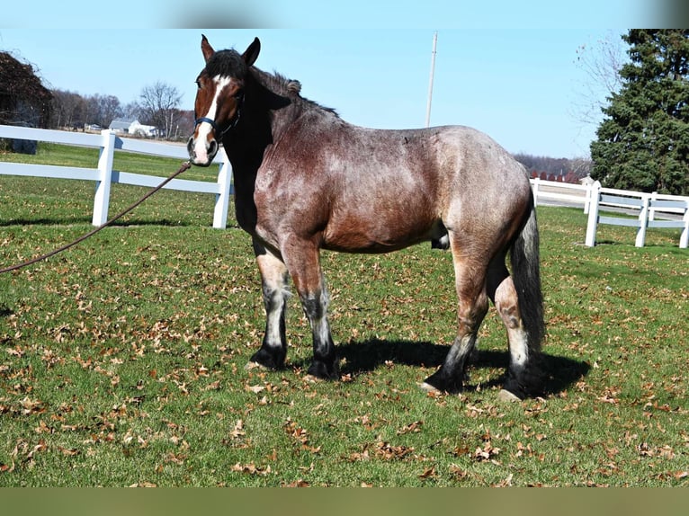 Arbeitspferd Wallach 7 Jahre 170 cm Roan-Bay in Shipshewana IN