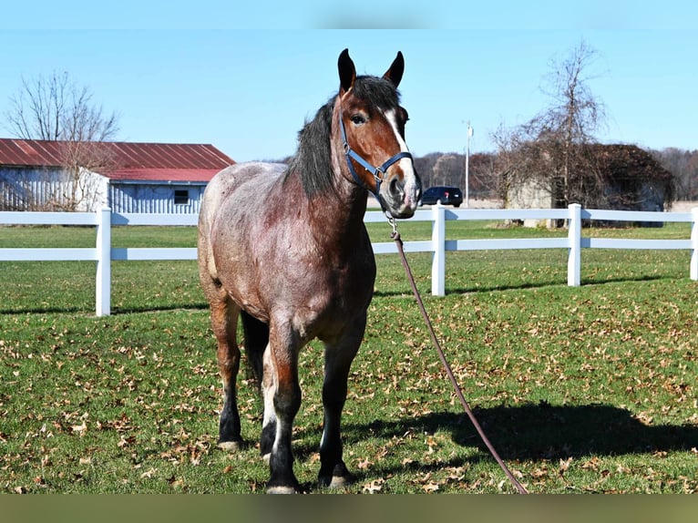 Arbeitspferd Wallach 7 Jahre 170 cm Roan-Bay in Shipshewana IN