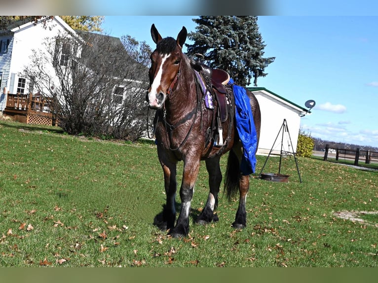 Arbeitspferd Wallach 7 Jahre 170 cm Roan-Bay in Shipshewana IN