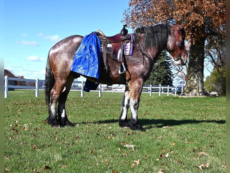 Arbeitspferd Wallach 7 Jahre 170 cm Roan-Bay in Shipshewana IN