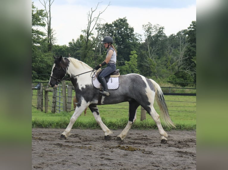 Arbeitspferd Mix Wallach 7 Jahre 170 cm Schecke in Perkasie
