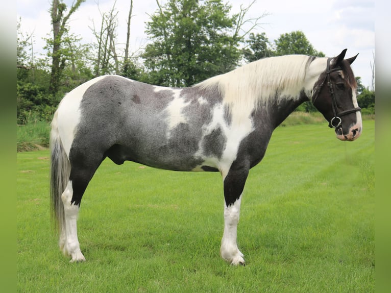 Arbeitspferd Mix Wallach 7 Jahre 170 cm Schecke in Perkasie