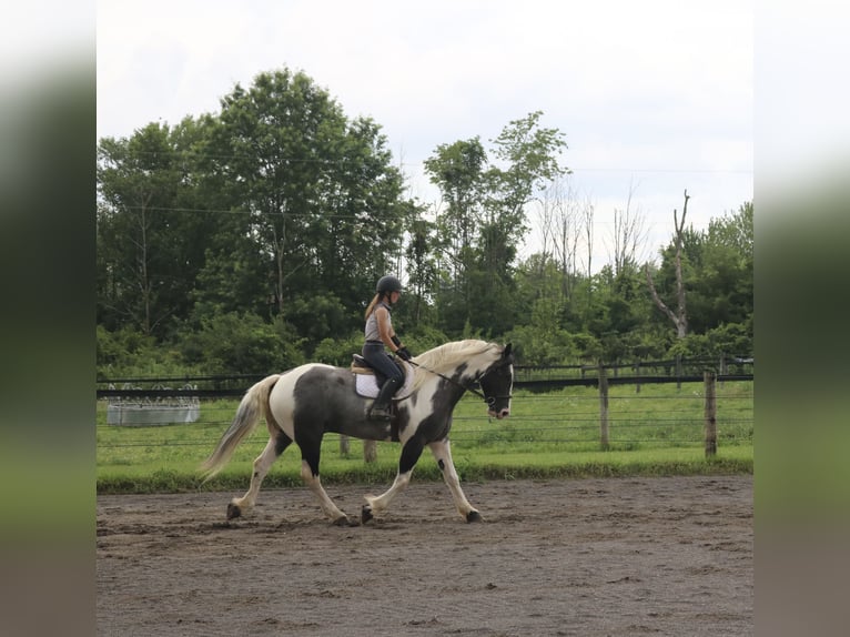 Arbeitspferd Mix Wallach 7 Jahre 170 cm Schecke in Perkasie