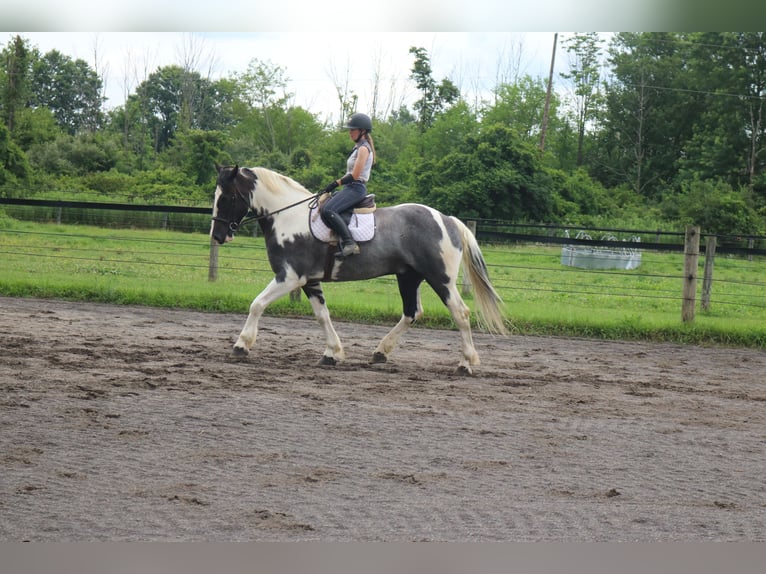 Arbeitspferd Mix Wallach 7 Jahre 170 cm Schecke in Perkasie
