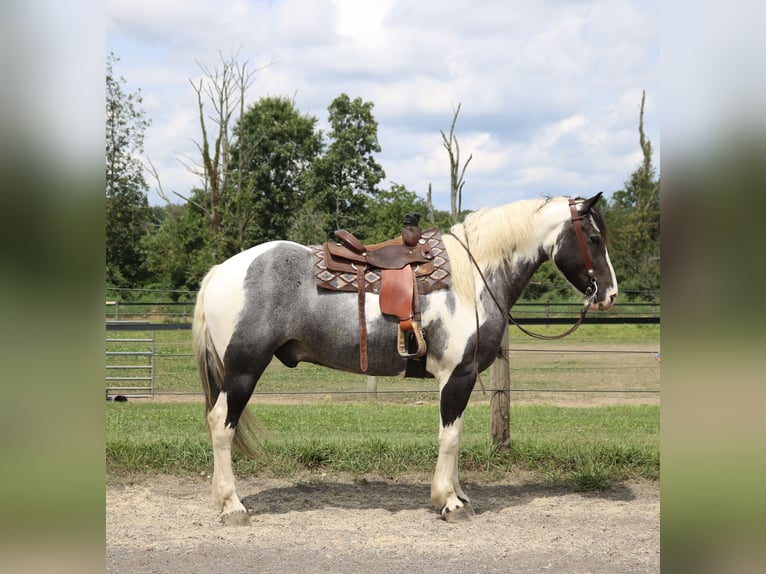 Arbeitspferd Mix Wallach 7 Jahre 170 cm Schecke in Perkasie