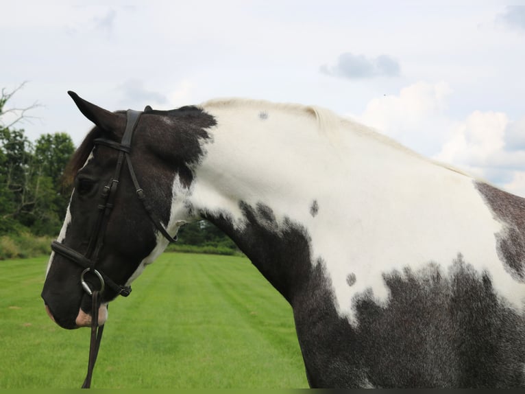 Arbeitspferd Mix Wallach 7 Jahre 170 cm Schecke in Perkasie