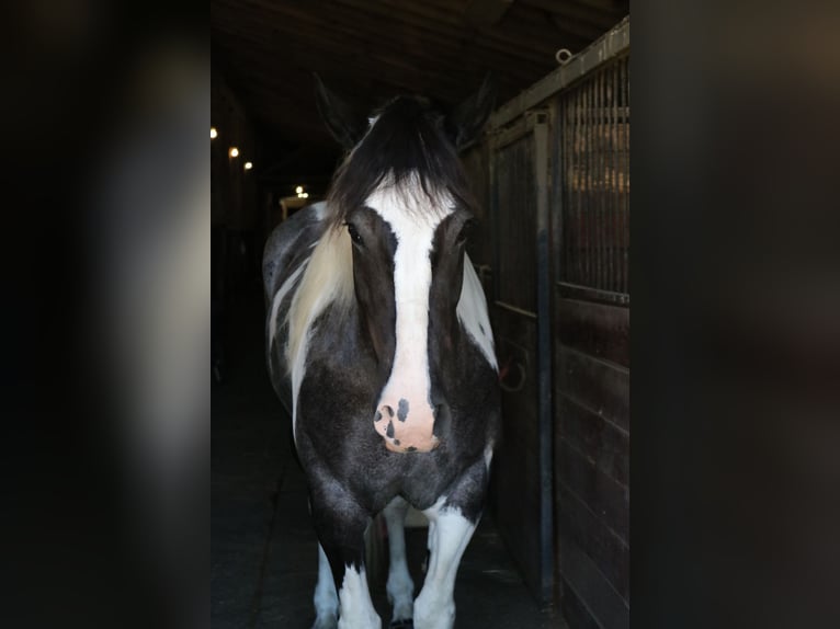 Arbeitspferd Mix Wallach 7 Jahre 170 cm Schecke in Perkasie