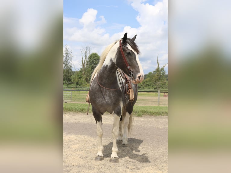 Arbeitspferd Mix Wallach 7 Jahre 170 cm Schecke in Perkasie