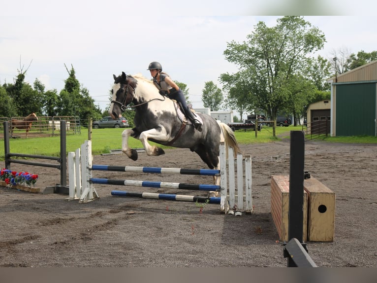 Arbeitspferd Mix Wallach 7 Jahre 170 cm Schecke in Perkasie