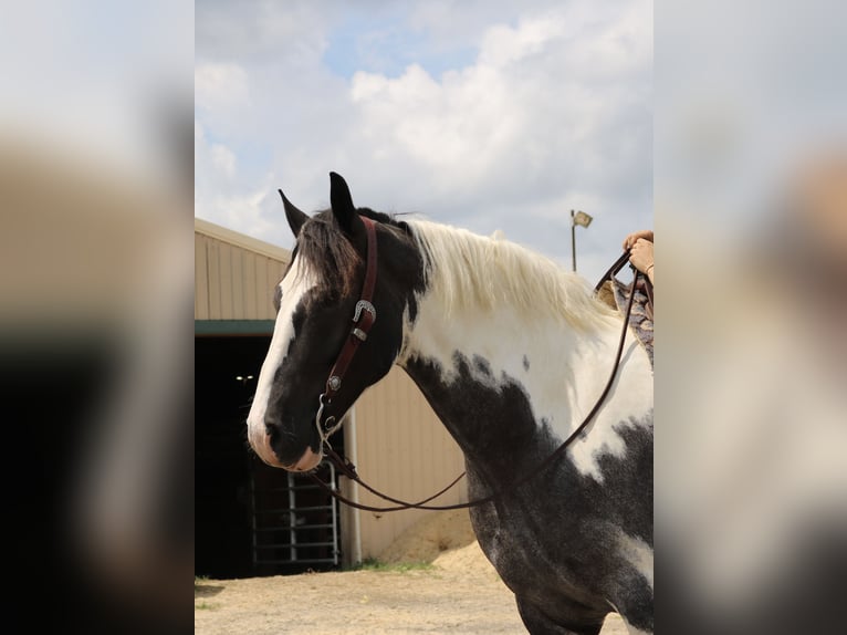 Arbeitspferd Mix Wallach 7 Jahre 170 cm Schecke in Perkasie