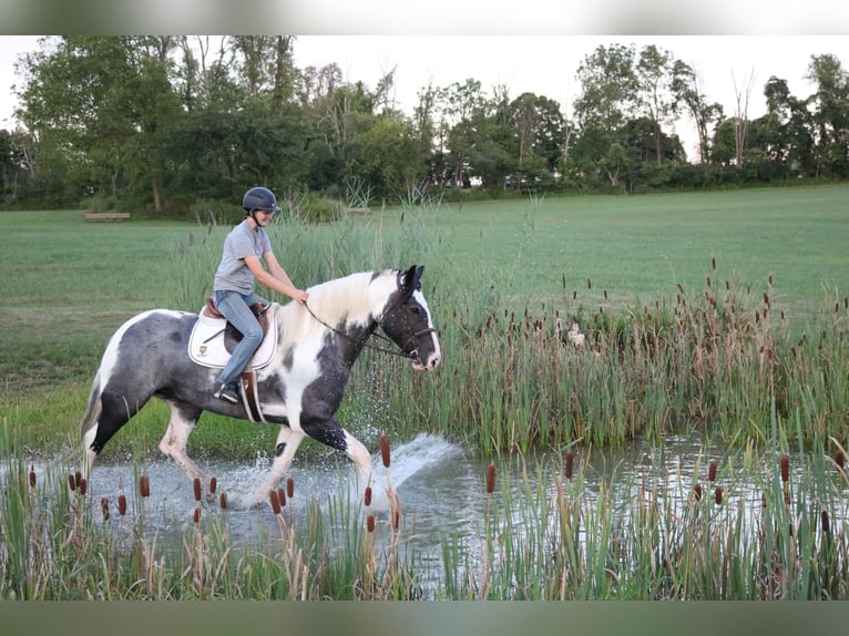 Arbeitspferd Mix Wallach 7 Jahre 170 cm Schecke in Perkasie