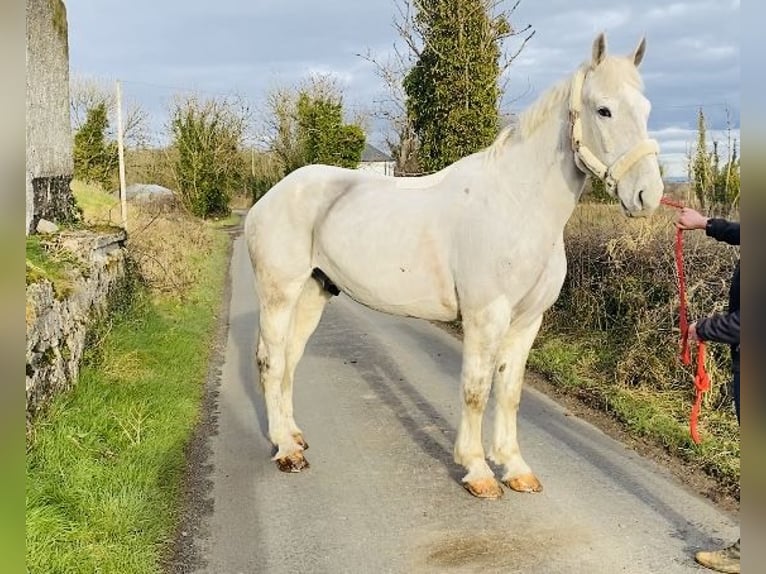 Arbeitspferd Wallach 7 Jahre 170 cm Schimmel in Sligo