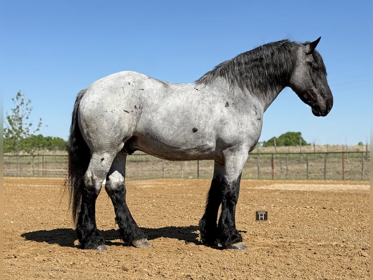 Arbeitspferd Mix Wallach 7 Jahre 173 cm Roan-Blue in Weatherford