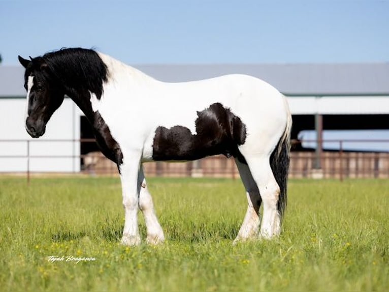 Arbeitspferd Wallach 7 Jahre 173 cm Tobiano-alle-Farben in Crescent, OK