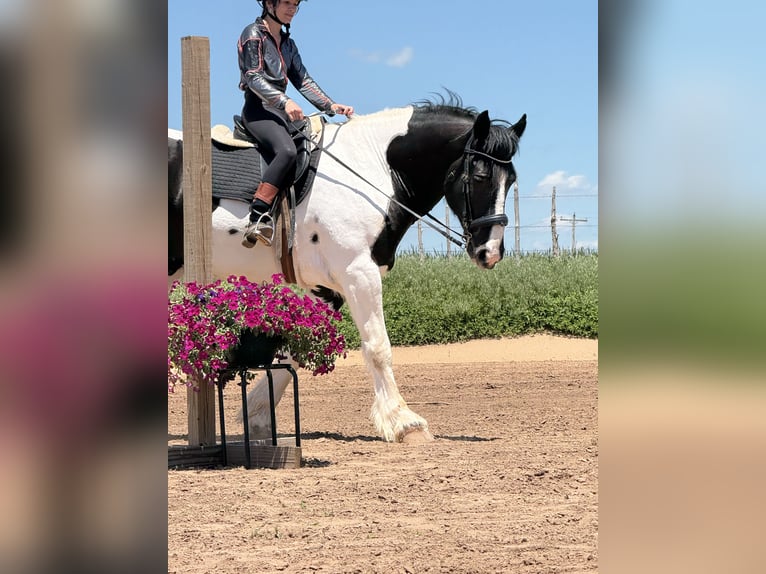Arbeitspferd Wallach 7 Jahre 173 cm Tobiano-alle-Farben in Crescent, OK
