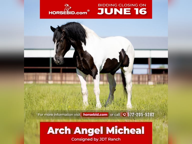 Arbeitspferd Wallach 7 Jahre 173 cm Tobiano-alle-Farben in Crescent, OK