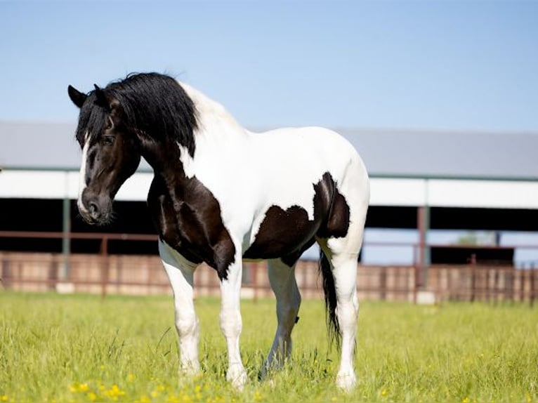 Arbeitspferd Wallach 7 Jahre 173 cm Tobiano-alle-Farben in Crescent, OK