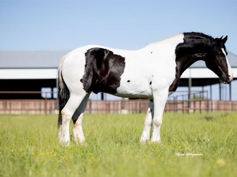 Arbeitspferd Wallach 7 Jahre 173 cm Tobiano-alle-Farben in Crescent, OK
