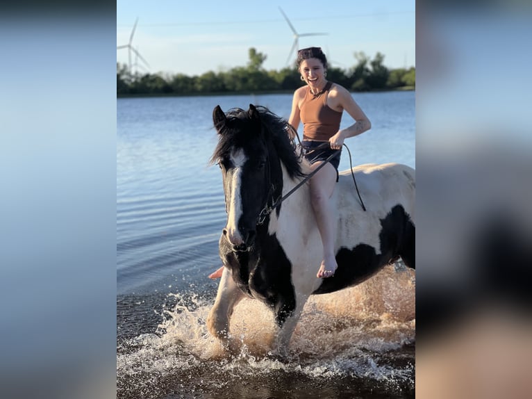 Arbeitspferd Wallach 7 Jahre 173 cm Tobiano-alle-Farben in Crescent, OK