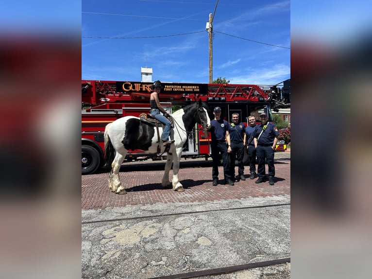 Arbeitspferd Wallach 7 Jahre 173 cm Tobiano-alle-Farben in Crescent, OK