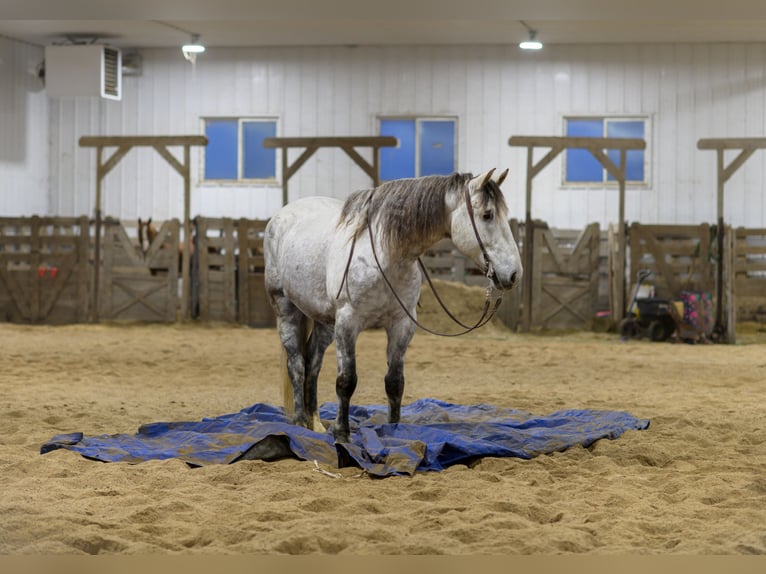 Arbeitspferd Mix Wallach 7 Jahre 175 cm Schimmel in Hastings