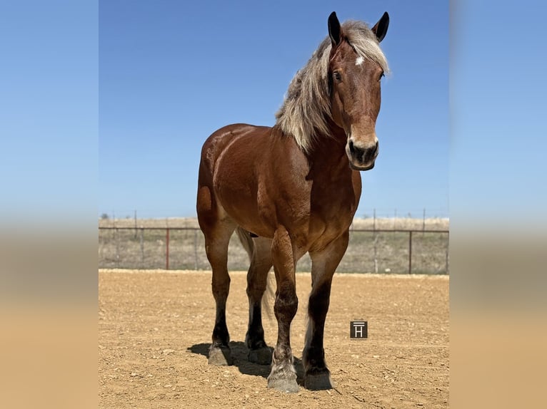 Arbeitspferd Mix Wallach 7 Jahre 183 cm Rotbrauner in Weatherford