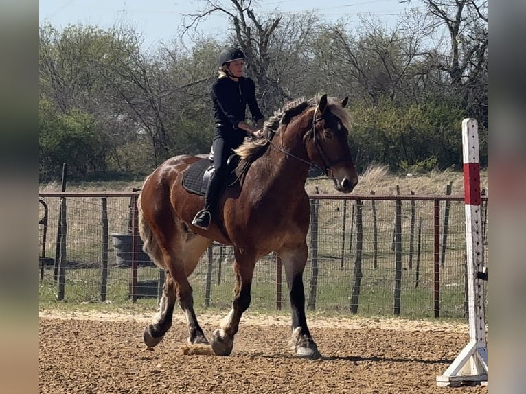 Arbeitspferd Mix Wallach 7 Jahre 183 cm Rotbrauner in Weatherford