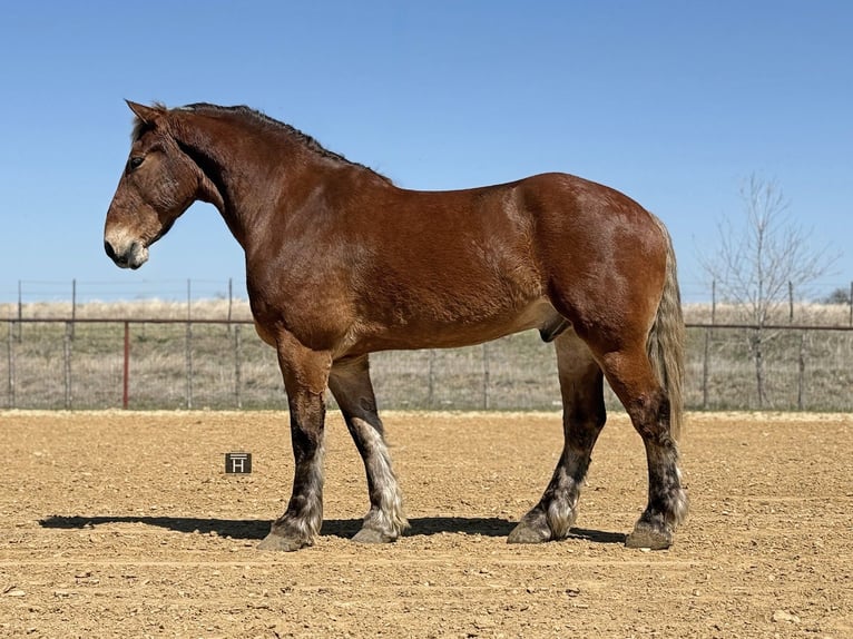 Arbeitspferd Mix Wallach 7 Jahre 183 cm Rotbrauner in Weatherford