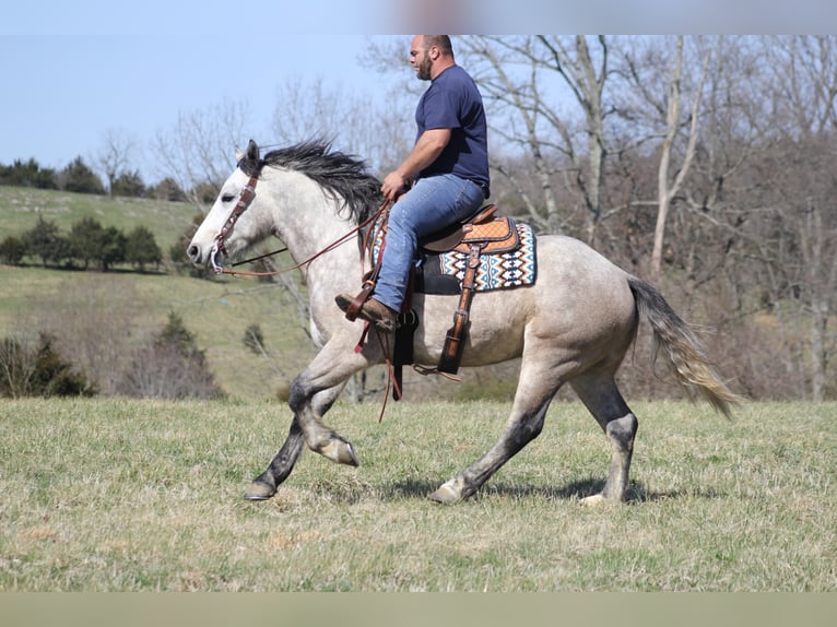 Arbeitspferd Wallach 7 Jahre Apfelschimmel in Mount vernon KY