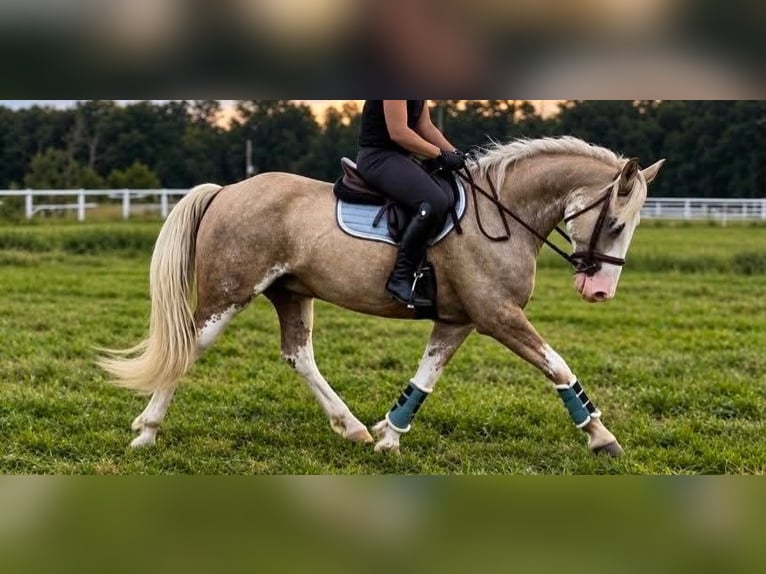 Arbeitspferd Mix Wallach 7 Jahre  in Buena