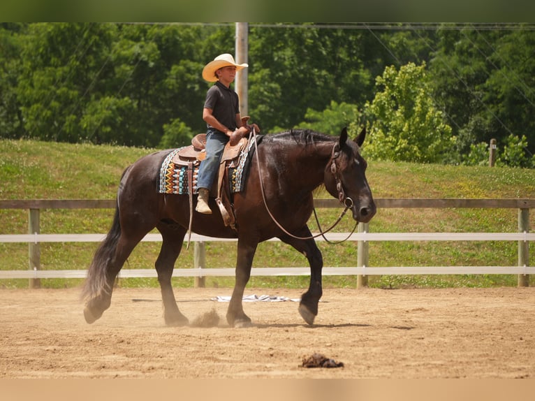 Arbeitspferd Mix Wallach 7 Jahre Dunkelbrauner in Fresno
