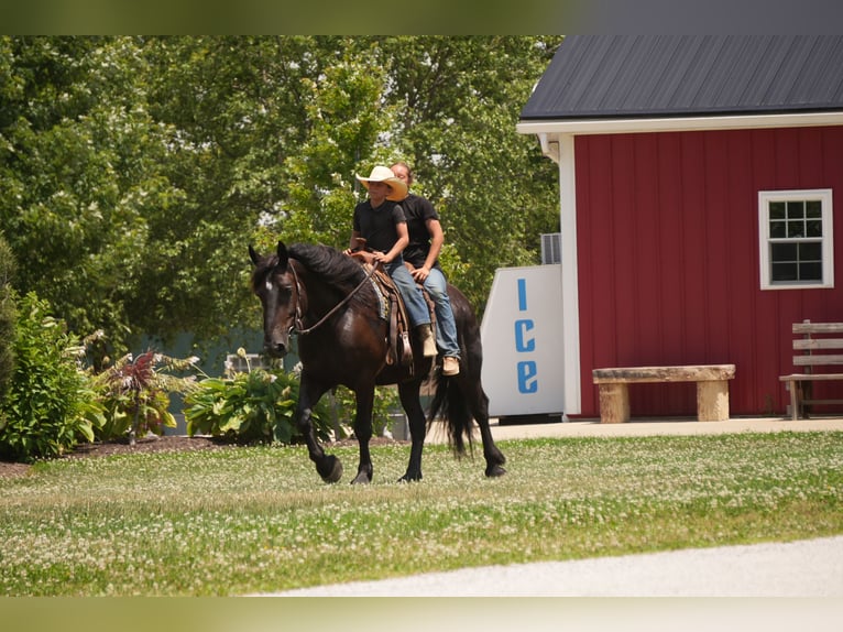 Arbeitspferd Mix Wallach 7 Jahre Dunkelbrauner in Fresno