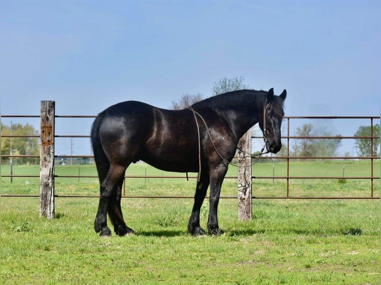 Arbeitspferd Wallach 7 Jahre Rappe in Sweet springs MO