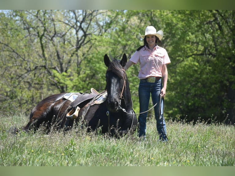 Arbeitspferd Wallach 7 Jahre Rappe in Sweet springs MO