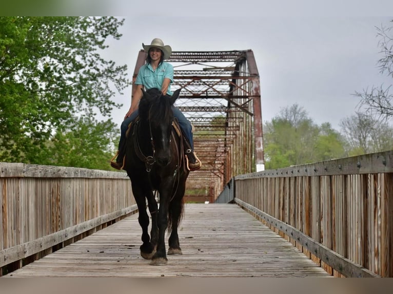 Arbeitspferd Wallach 7 Jahre Rappe in Sweet springs MO