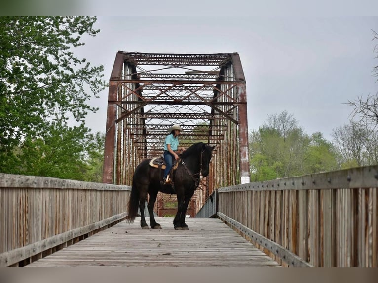 Arbeitspferd Wallach 7 Jahre Rappe in Sweet springs MO