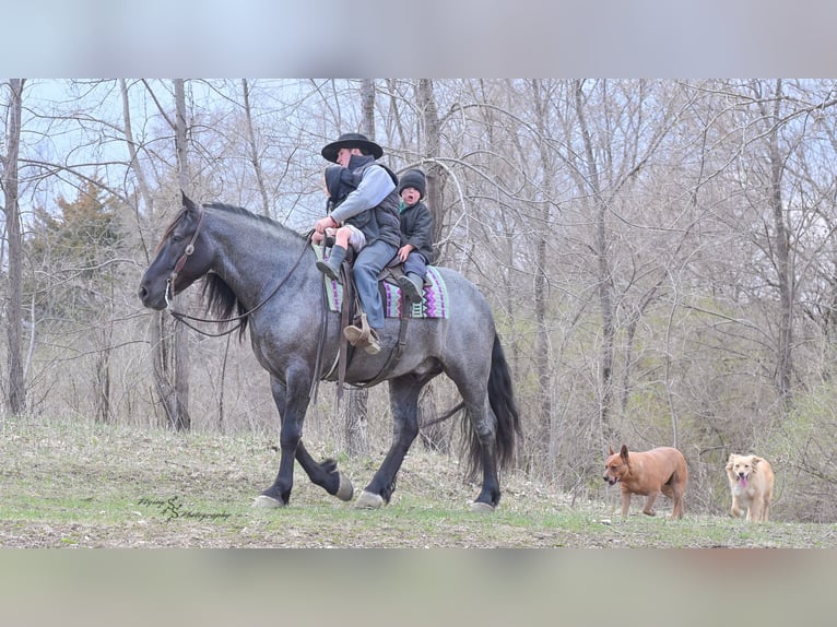Arbeitspferd Wallach 7 Jahre Roan-Blue in Fairbank IA