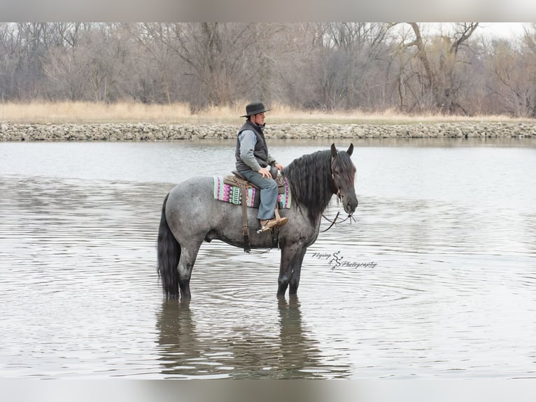 Arbeitspferd Wallach 7 Jahre Roan-Blue in Fairbank IA