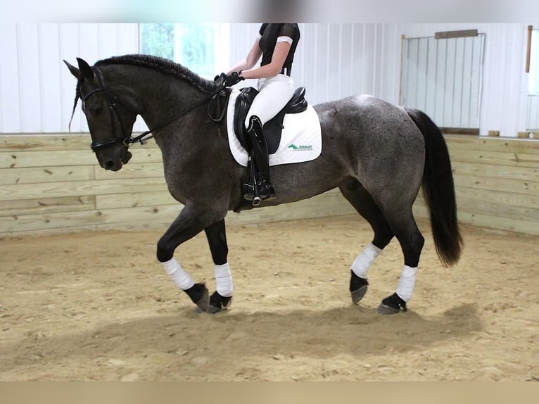 Arbeitspferd Mix Wallach 7 Jahre Roan-Blue in Bernard