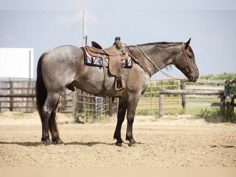 Arbeitspferd Mix Wallach 7 Jahre Roan-Blue in Bernard