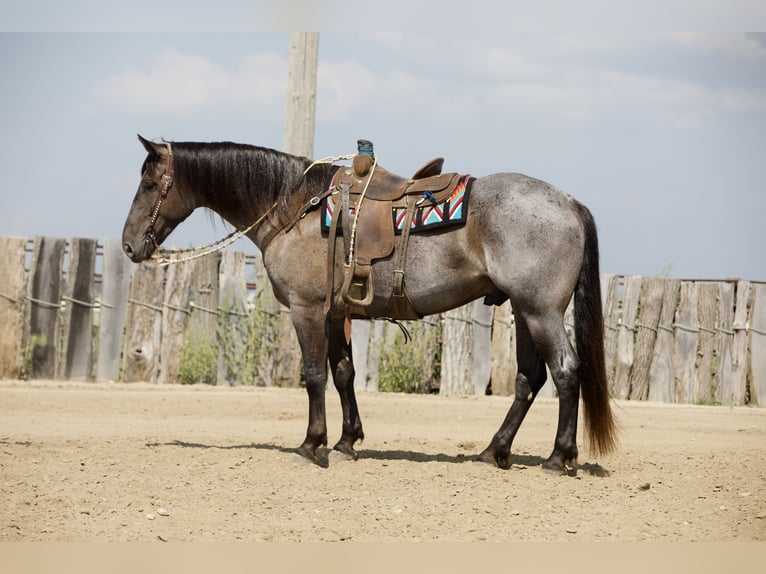 Arbeitspferd Mix Wallach 7 Jahre Roan-Blue in Bernard
