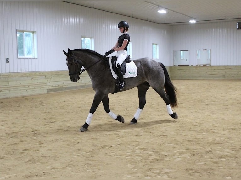 Arbeitspferd Mix Wallach 7 Jahre Roan-Blue in Bernard