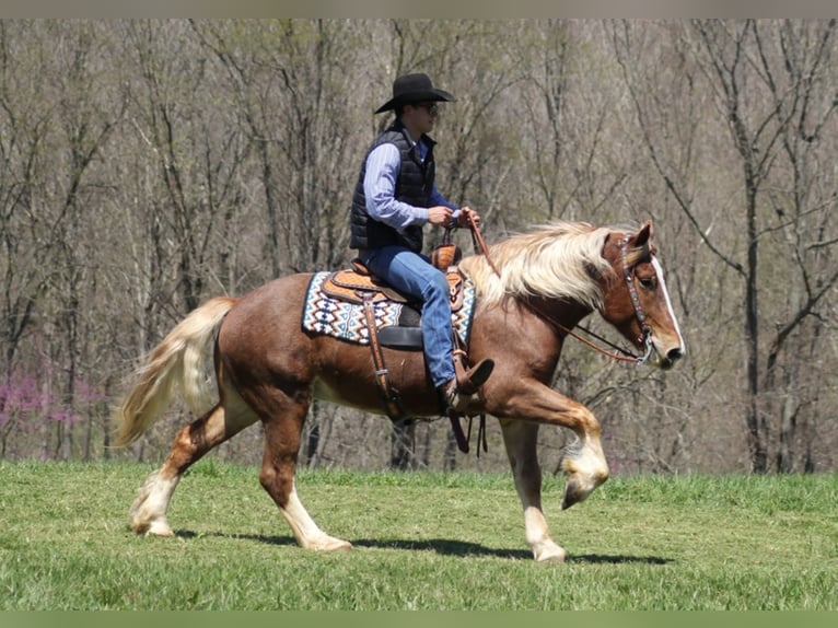 Arbeitspferd Wallach 7 Jahre Roan-Red in Mount Vernon KY