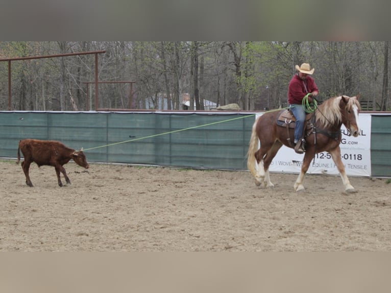 Arbeitspferd Wallach 7 Jahre Roan-Red in Mount Vernon KY