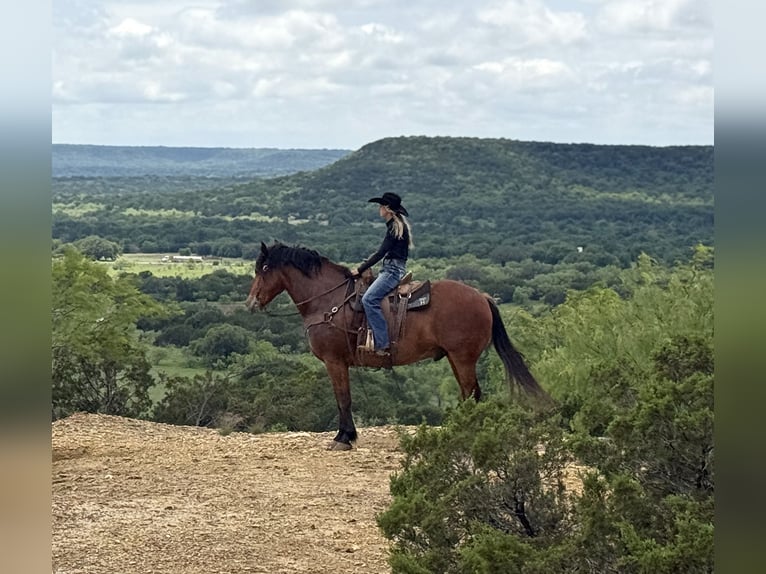 Arbeitspferd Mix Wallach 7 Jahre Rotbrauner in Weatherford, TX