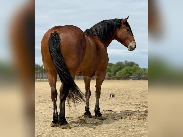 Arbeitspferd Mix Wallach 7 Jahre Rotbrauner in Weatherford, TX