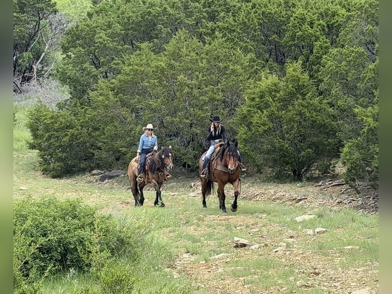 Arbeitspferd Mix Wallach 7 Jahre Rotbrauner in Weatherford, TX