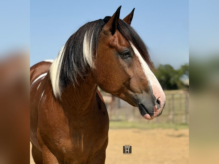 Arbeitspferd Mix Wallach 7 Jahre Schecke in Weatherford