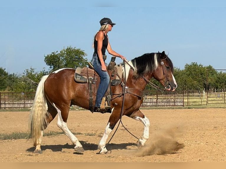 Arbeitspferd Mix Wallach 7 Jahre Schecke in Weatherford
