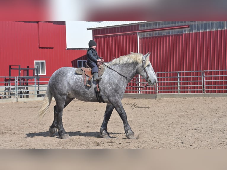 Arbeitspferd Wallach 7 Jahre Schimmel in Fairbank IA